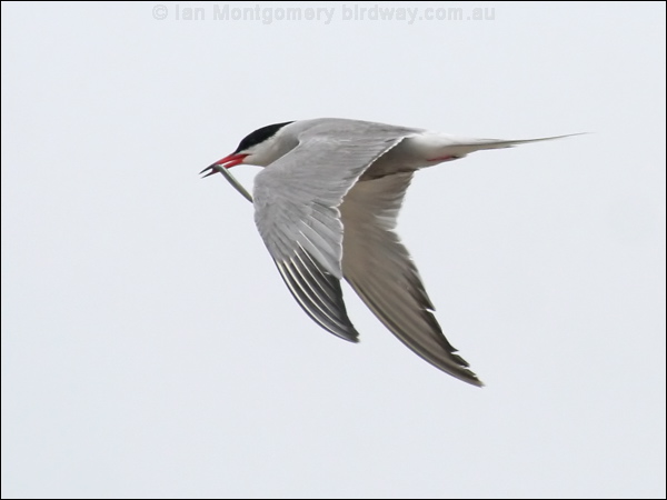 Common Tern common_tern_55129.psd