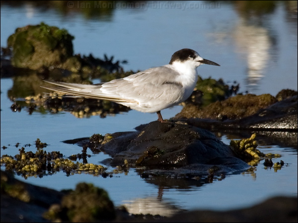 Common Tern common_tern_98272.psd