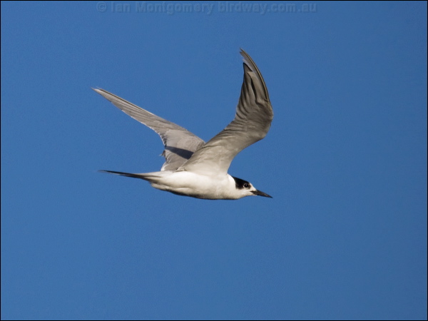 Common Tern common_tern_98287.psd