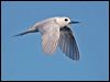 Click here to enter gallery and see photos of gallery and see photos of Common White Tern
