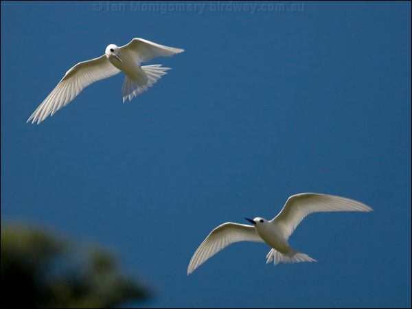 White Tern common_white_tern_140377.psd