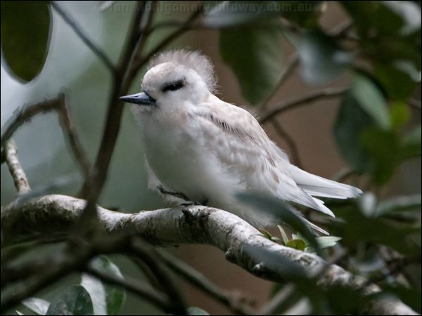 White Tern common_white_tern_140892.psd