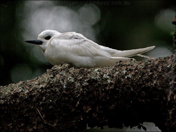 White Tern common_white_tern_141274.psd