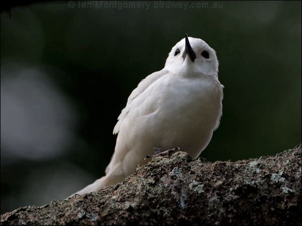 White Tern common_white_tern_141330.psd