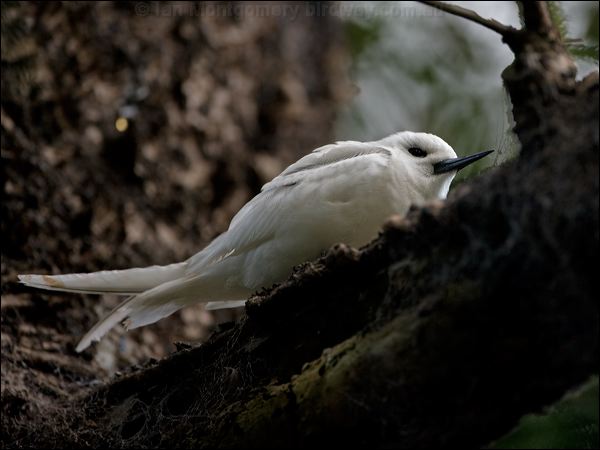White Tern common_white_tern_141338.psd