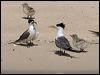 crested_tern_153805