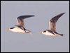 crested_tern_41278