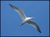 crested_tern_43685