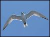 crested_tern_44166