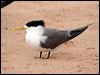 crested_tern_46990