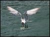 crested_tern_84423