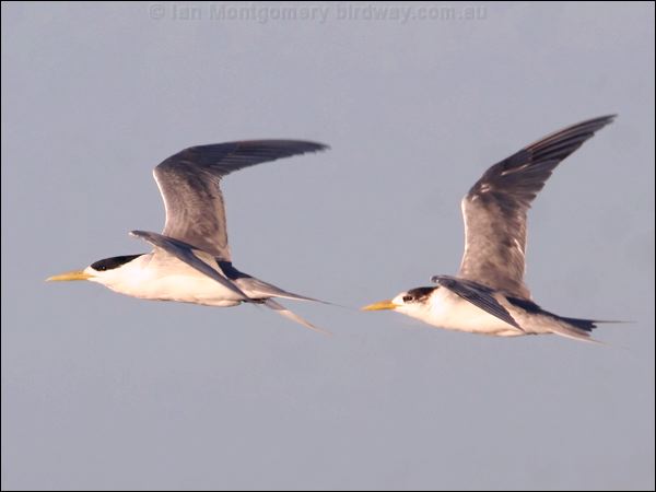 Greater Crested Tern crested_tern_41278.psd
