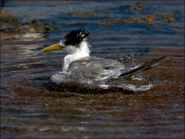 Greater Crested Tern crested_tern_85470.psd