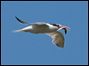Click here to enter gallery and see photos of Elegant Tern