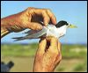 Click here to enter gallery and see photos of gallery and see photos of Fairy Tern
