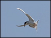 forsters_tern_66352