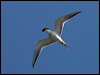forsters_tern_66370