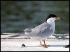 Click here to enter gallery and see photos of Forsters Tern