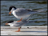 forsters_tern_66427