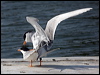 forsters_tern_66462