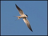 forsters_tern_69639