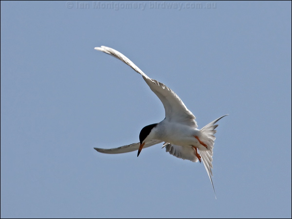 Forster's Tern forsters_tern_66352.tif
