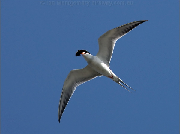 Forster's Tern forsters_tern_66370.tif