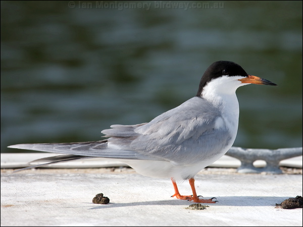 Forster's Tern forsters_tern_66388.tif