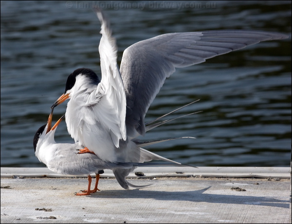 Forster's Tern forsters_tern_66439.tif