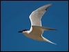 Click here to enter gallery and see photos of Gull-billed Tern