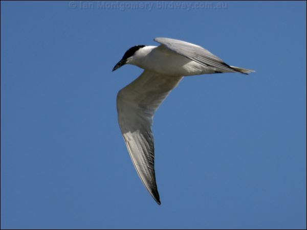 Gull-billed Tern gull_billed_tern_00768.psd
