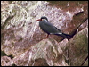 Click here to enter gallery and see photos of Inca Tern