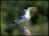 Click here to enter gallery and see photos of Large-billed Tern