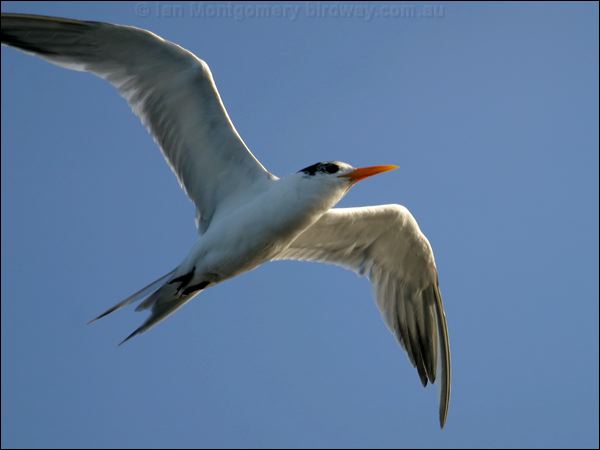 Lesser Crested Tern lesser_crested_tern_01397.psd