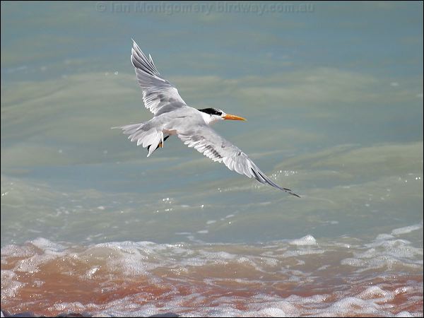 Lesser Crested Tern lesser_crested_tern_09302.psd