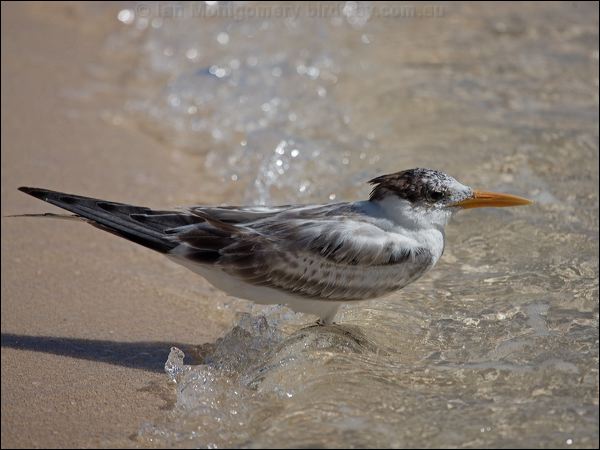 Lesser Crested Tern lesser_crested_tern_153738.psd