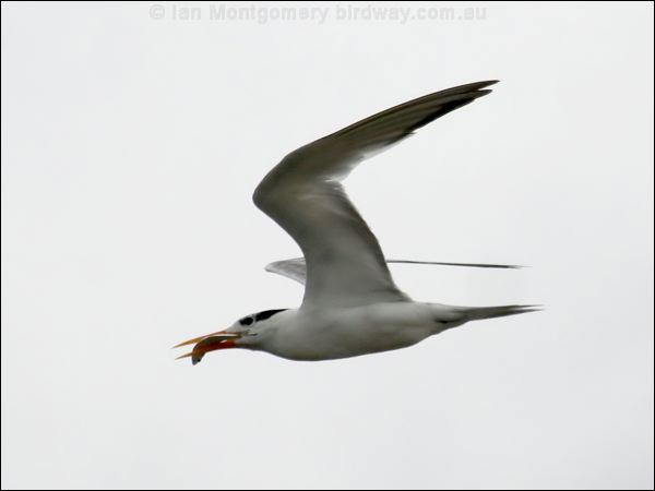 Lesser Crested Tern lesser_crested_tern_63769.psd