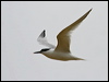 Click here to enter gallery and see photos of Sandwich Tern