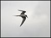 white_fronted_tern_122784