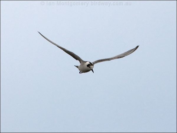 White-winged Tern white_winged_tern_86132.psd