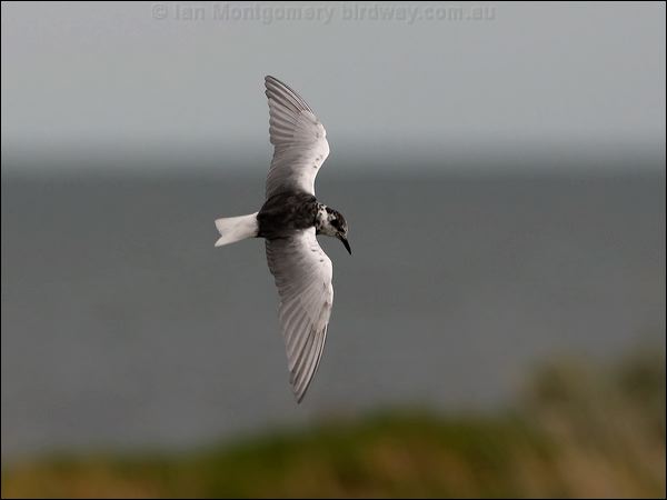 White-winged Tern white_winged_tern_86218.psd