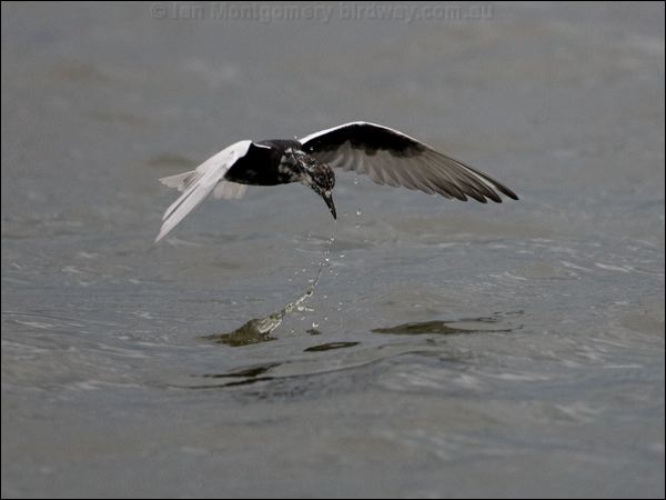 White-winged Tern white_winged_tern_86287.psd