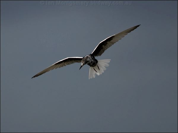 White-winged Tern white_winged_tern_86302.psd