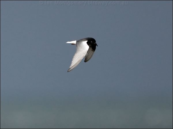 White-winged Tern white_winged_tern_86313.psd