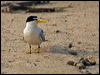 Click here to enter gallery and see photos of Yellow-billed Tern