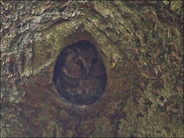 Boreal Owl boreal_owl_169634.psd
