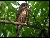 Click here to enter gallery and see photos/pictures/images of Brown Hawk-Owl