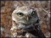 burrowing_owl_69299-2