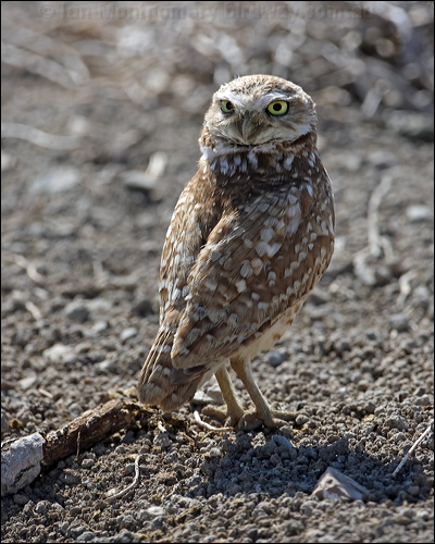 Burrowing Owl burrowing_owl_69268.psd