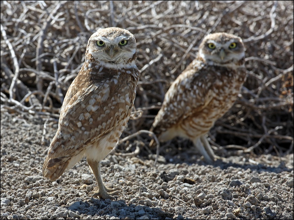 Burrowing Owl burrowing_owl_69279.psd
